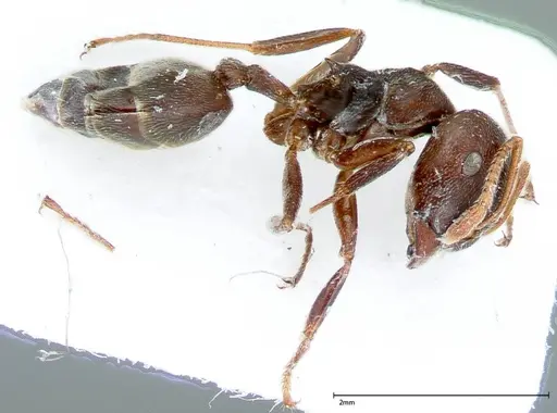 Crematogaster kohli - FOCOL0024