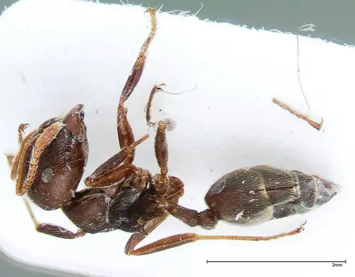 Crematogaster kohli - FOCOL0024