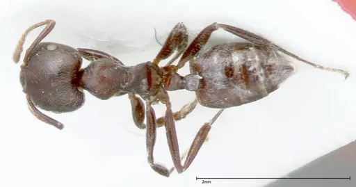 Crematogaster kohli - FOCOL0025
