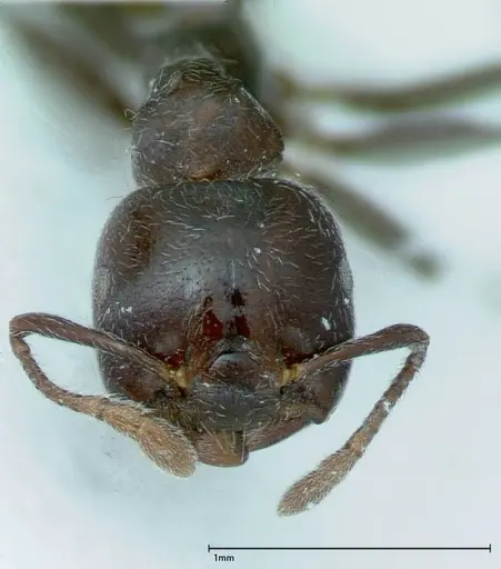 Crematogaster kohli - FOCOL0025