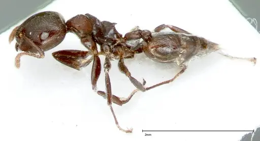 Crematogaster kohli - FOCOL0025