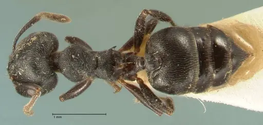 Crematogaster kohli - FOCOL1431