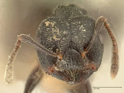 Crematogaster kohli - FOCOL1431