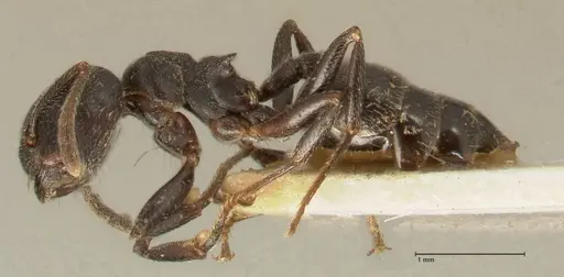 Crematogaster kohli - FOCOL1431