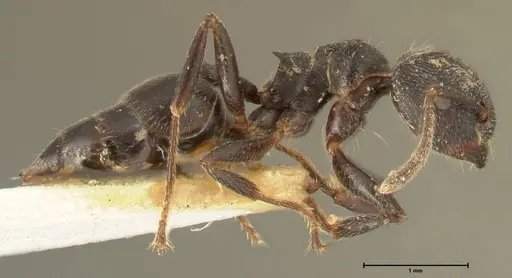 Crematogaster kohli - FOCOL1431