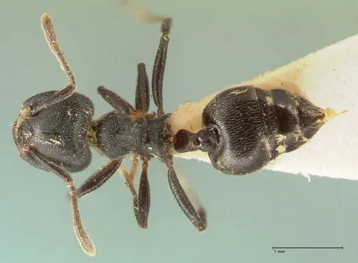 Crematogaster kohli - FOCOL1432