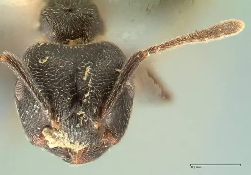 Crematogaster kohli - FOCOL1432