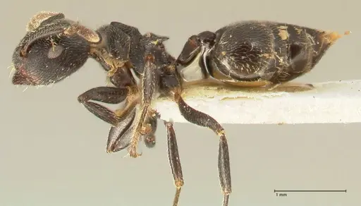 Crematogaster kohli - FOCOL1432