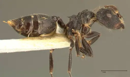 Crematogaster kohli - FOCOL1432