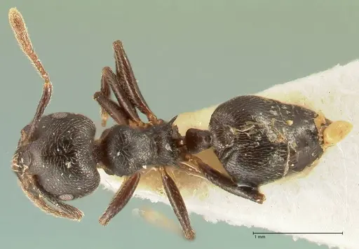 Crematogaster kohli - FOCOL1433