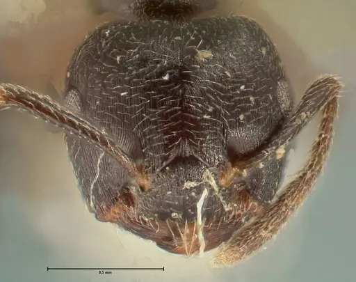 Crematogaster kohli - FOCOL1433