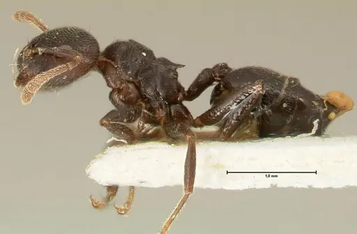 Crematogaster kohli - FOCOL1433