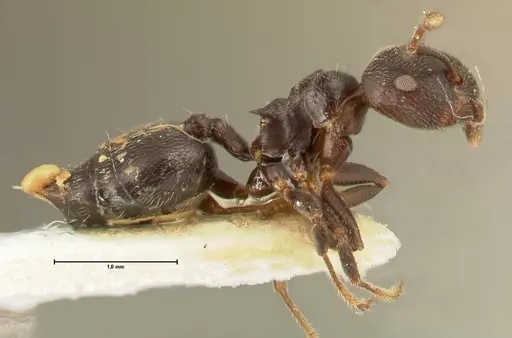 Crematogaster kohli - FOCOL1433