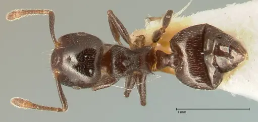 Crematogaster kohli - FOCOL1453