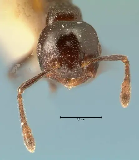 Crematogaster kohli - FOCOL1453