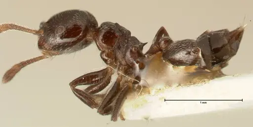 Crematogaster kohli - FOCOL1453