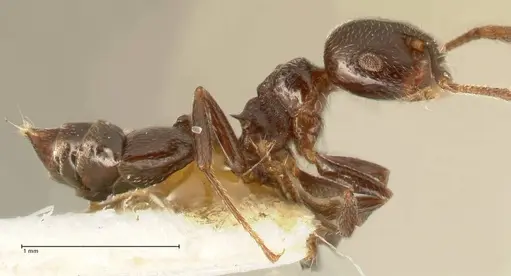 Crematogaster kohli - FOCOL1453