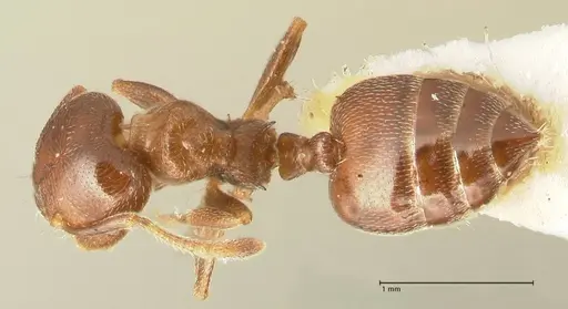 Crematogaster kohli - FOCOL1454