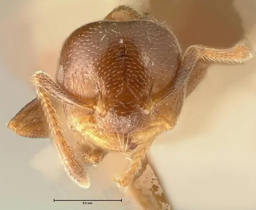 Crematogaster kohli - FOCOL1454