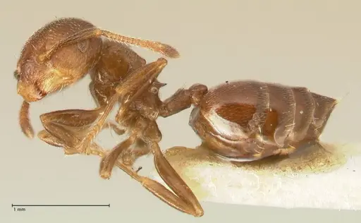 Crematogaster kohli - FOCOL1454