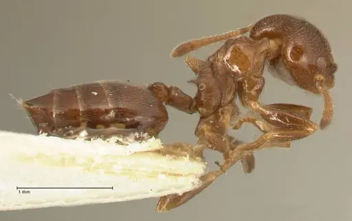 Crematogaster kohli - FOCOL1454