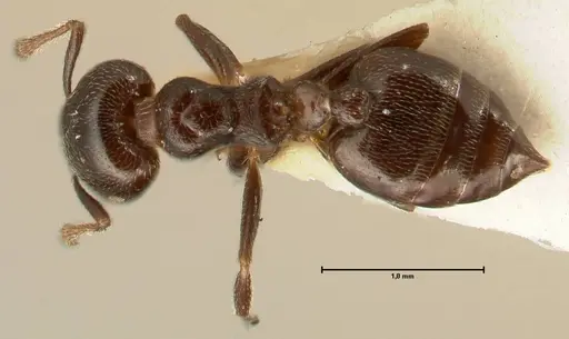 Crematogaster kohli - FOCOL1455