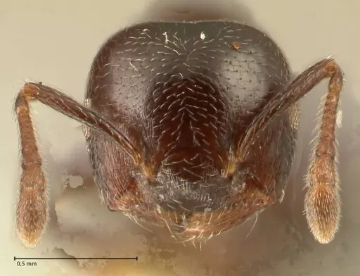 Crematogaster kohli - FOCOL1455