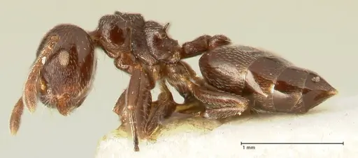 Crematogaster kohli - FOCOL1455