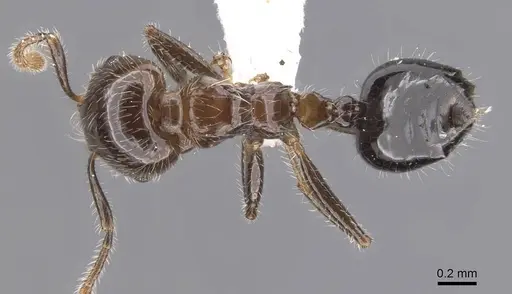 Crematogaster kojimai specimen