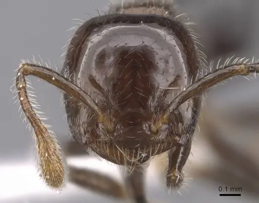 Crematogaster kojimai specimen