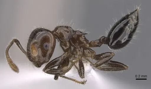 Crematogaster kojimai specimen