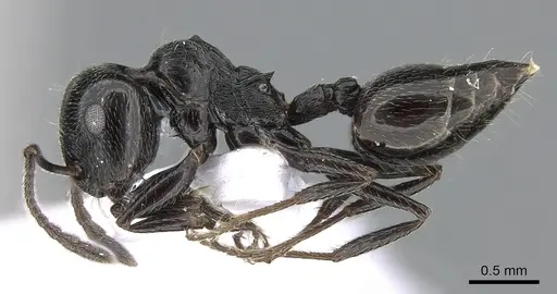 Crematogaster laestrygon specimen