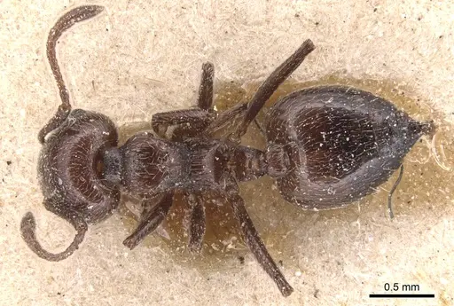 Crematogaster laestrygon - CASENT0904500