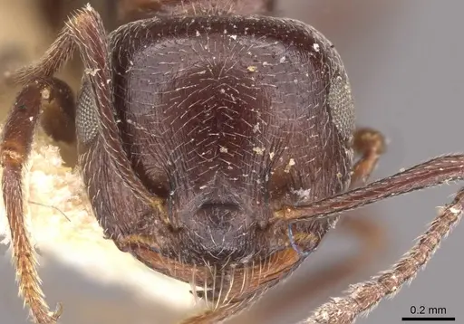 Crematogaster laestrygon - CASENT0908477