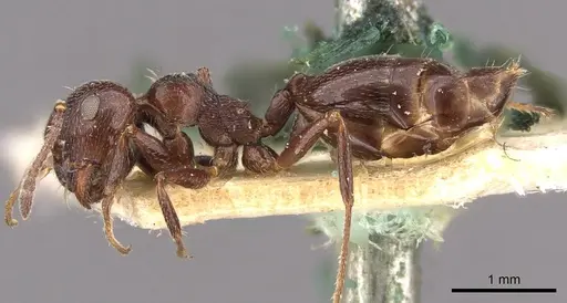 Crematogaster laestrygon - CASENT0908477