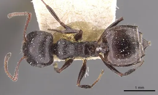 Crematogaster laestrygon - CASENT0908478