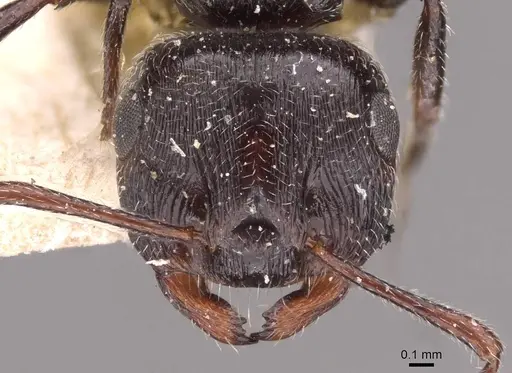 Crematogaster laestrygon - CASENT0908478