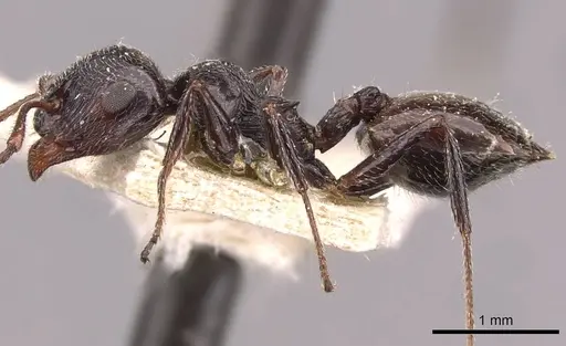 Crematogaster laestrygon - CASENT0908478