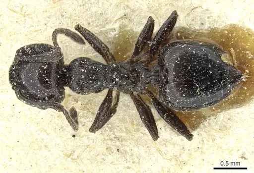 Crematogaster laestrygon - CASENT0912690