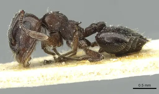 Crematogaster laestrygon - CASENT0912691