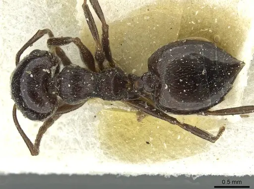 Crematogaster laestrygon - CASENT0912692