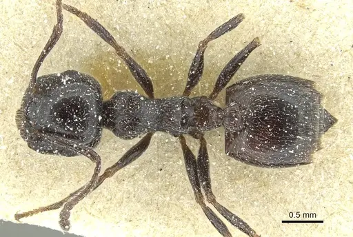 Crematogaster laestrygon - CASENT0912693
