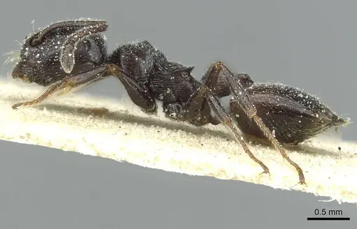 Crematogaster laestrygon - CASENT0912693
