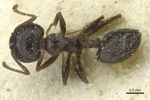 Crematogaster laestrygon - CASENT0912694