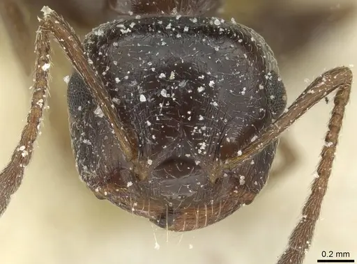 Crematogaster laestrygon - CASENT0912694