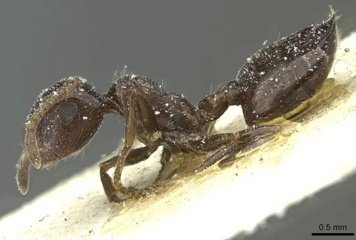 Crematogaster laestrygon - CASENT0912694