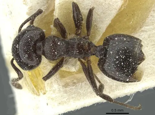 Crematogaster laestrygon - CASENT0912695