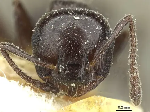 Crematogaster laestrygon - CASENT0912695