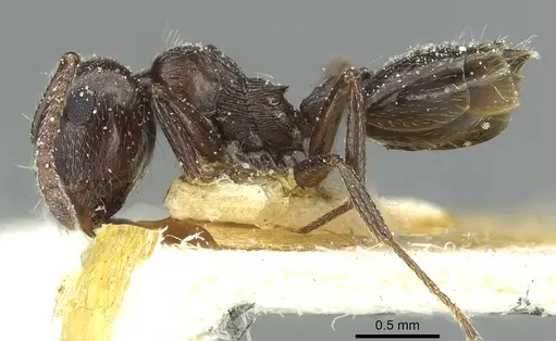 Crematogaster laestrygon - CASENT0912695