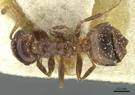 Crematogaster laestrygon - CASENT0912696
